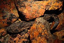 Japanes giant salamander (Andrias japonicus) camouflaged like a stone, Hino River, Tottori, Japan, August.