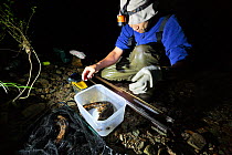 Japanese giant salamander (Andrias japonicus) being measured for size and weight for scientific research, Hino River, Tottori, Japan August.