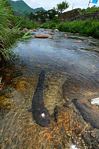 Japanese giant salamander (Andrias japonicus) in a shallow river, Hino River, Tottori, Japan, August.