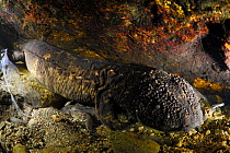 Japanes giant salamander (Andrias japonicus) underwater, Hino River, Tottori, Japan, August.