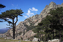 Ancient Corsican pine trees (Pinus nigra laricio), with the Col de Bavella in the background, Parc Naturel Regional de Corse, Corsica, France, April 2010.