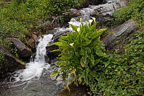 Mountain stream, with Arum lily (Zantedeschia), Valpajola, Corsica, France, April.