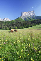 View of Mont Aiguille, with wildflower meadow and tractor in the foreground, Richardiere near Chichilianne, Parc Naturel Regional du Vercors, France, June 2012.