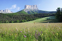 View of Mont Aiguille, with wildflower meadow in the foreground, Richardiere near Chichilianne, Parc Naturel Regional du Vercors, France, June 2012.