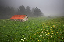 Mountain hut near the top of the Valley de Combeau, with wildflower meadow containing Bird's foot trefoil (Lotus corniculatus), Ox-eye daisy (Leucanthemum vulgare) and Mountain cornflower (Centaurea),...