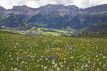View of wildflower meadow with the Grand Veymont ridge beyond from the Pas du Serpaton, Parc Naturel Regional du Vercors, France, June 2012.