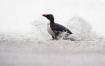 Fiordland crested penguin (Eudyptes pachyrhynchus) in shallow water, Westland, New Zealand, Vulnerable species. November.