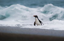 Fiordland crested penguin (Eudyptes pachyrhynchus) coming out of sen onto beach, Westland, New Zealand, Vulnerable species. November.