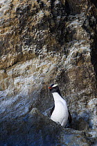 Fiordland crested penguin (Eudyptes pachyrhynchus) on rocks, Westland, New Zealand, Vulnerable species. November.