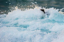 Fiordland crested penguin (Eudyptes pachyrhynchus) in surf near the shore. Westland, New Zealand, Vulnerable species. November.