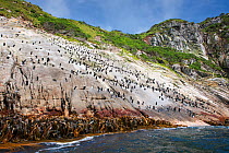 Snares island penguins (Eudyptes robustus) on cliff face, Snares Island, New Zealand, vulnerable species. November.