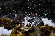 Snares island penguins (Eudyptes robustus) in kelp, Snares Island, New Zealand, vulnerable species. November.