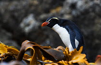 Snares island penguins (Eudyptes robustus) Snares Island, New Zealand, vulnerable species. November.