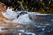 Snares island penguins (Eudyptes robustus) diving into the sea, Snares Island, New Zealand, vulnerable species. November.