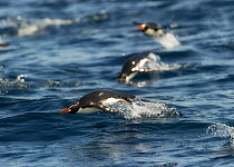 Snares island penguins (Eudyptes robustus) porpoising, Snares Island, New Zealand, Vulnerable species. November.