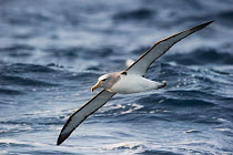 Shy Albatross (Thalassarche cauta) in flight, Snares Islands, New Zealand. November.