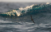 Black-bellied Storm-petrel (Fregatta tropica) flying  in front of surf near Auckland Islands, New-Zealand. November.