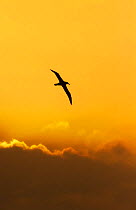 Shy Albatross (Thalassarche cauta) in flight against  sunrise sky. Snares Islands, New Zealand. November. November.