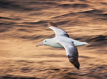 Southern Royal Albatross (Diomedea epomophora) in flight low over ocean, Auckland Island, New Zealand. November.