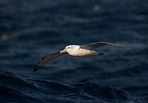 Shy Albatross (Thalassarche cauta) in flight, Auckland Islands, New Zealand. November.