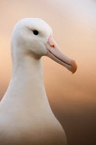 Southern royal albatross (Diomedea epomophora) head portrait, Campbell Island, New Zealand. November.