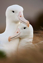 Southern royal albatross pair (Diomedea epomophora) Campbell Island, New Zealand. November.