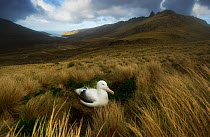 Southern royal albatross {Diomedea epomophora} on nest amongst tussock grass, Campbell Island, New Zealand. November.