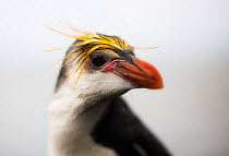 Royal Penguin portrait (Eudyptes schlegeli) Macquarie Island, Sub-Antarctica, Australia. November.