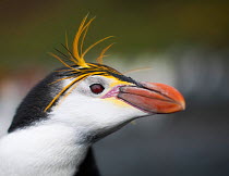 Royal Penguin (Eudyptes schlegeli) head portrait, Macquarie Island, Sub-Antactcita, Australia. November.