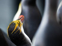 Royal Penguin (Eudyptes schlegeli) amongst king penguins, Macquarie Island, Sub-Antactcita, Australia. November.