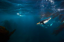 Royal Penguin (Eudyptes schlegeli) swimming  underwater near Macquarie Island, Sub-Antarctic, Australia. November.