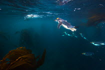 Royal Penguins (Eudyptes schlegeli) swimming underwater near Macquarie Island, Sub-Antactcita, Australia. November.