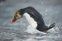 Royal Penguin (Eudyptes schlegeli) splashing in shallow water, Macquarie Island, Sub-Antarctic, Australia. November.