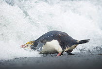 Royal Penguin (Eudyptes schlegeli) entering the water, Macquarie Island, Sub-Antarctic, Australia. November.