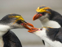 Royal Penguins (Eudyptes schlegeli) fighting, Macquarie Island, Sub-Antarctic Australia. November.