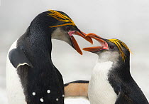 Royal Penguin (Eudyptes schlegeli) fighting, Macquarie Island, Sub-Antarctic Australia. November.
