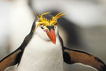 Royal Penguin (Eudyptes schlegeli) Macquarie Island, Sub-Antarctic Australia. November.