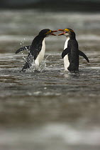 Royal Penguins (Eudyptes schlegeli) squabbling in shallow water, Macquarie Island, Sub-Antarctic Australia. November.