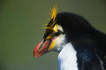 Royal Penguin (Eudyptes schlegeli) head profile portrait, Macquarie Island, Sub-Antarctic Australia. November.