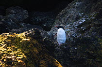 Northern Rockhopper Penguin (Eudyptes moseleyi) on rocks, Macquarie Island, Australia. November.