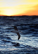 Black-browed Albatross (Thalassarche melanophris) in flight low over ocean near Maquarie Island, Australia. November.