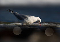Silver Gull (Chroicocephalus novaehollandiae) searching for food. Tasmania. December.