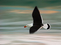 Pacific Gull (Larus pacificus) in flight. Tasmania. December.