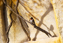 Welcome Swallow (Hirundo neoxena) perched with shadow, Tasmania. December.