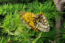 Mating pair of Eversmann's parnassian (Parnassius eversmanni) butterflies, Primorsky krai, Russian Far East, July.