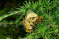 Mating pair of Eversmann's parnassian (Parnassius eversmanni) butterflies, Primorsky krai, Russian Far East, July.