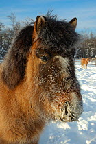 Portrait of a Yakut horse (Equus caballus) Berdigestyakh, Yakutia, East Siberia, Russia, March.