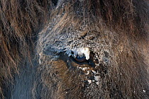 Close-up of the eye of a Yakut horse (Equus caballus) during a hard frost, Berdigestyakh, Yakutia, East Siberia, Russia, March.