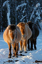 Three Yakut horses (Equus caballus) walking through snow, Berdigestyakh, Yakutia, East Siberia, Russia, March.