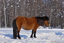 Yakut horse (Equus caballus) standing in snow, Berdigestyakh, Yakutia, East Siberia, Russia, March.